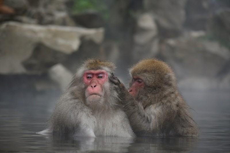 Sekarang, kita bahas Six, yakni monyet yang dijuluki monyet terganteng di dunia asal Jepang. Dia menjadi pemenang monyet yang paling ganteng di seluruh kebun binatang di Jepang oleh kontes dari Takasakiyama Natural Zoologi Garden.