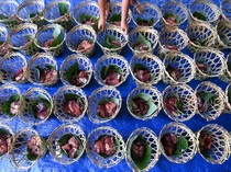 EcoQurban, Warga Gunakan Keranjang Bambu untuk Daging Kurban