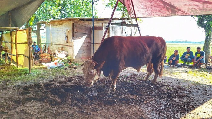 Pengurus DKM Miftahul Jannah, Setiadi (40) saat wawancara bersama awak media