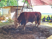 Perjuangan Warga Tembus Banjir Demi Jemput Sapi Prabowo di Bandung