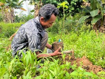 Cerita Petani Memulihkan Lahan Kritis Jalur Jelajah Gajah di Bukit Tigapuluh