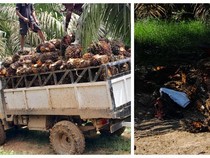 Harga Sawit Turun 2 Pekan Terakhir, Petani Muratara Keluhkan Pupuk Mahal