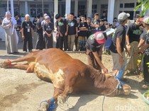 Butuh 10 Orang untuk Lumpuhkan Sapi Predator Milik Prabowo di Sukabumi