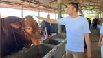 Sapi Kurban Para Artis