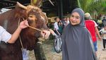Sapi Kurban Para Artis