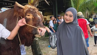 Sapi Kurban Para Artis