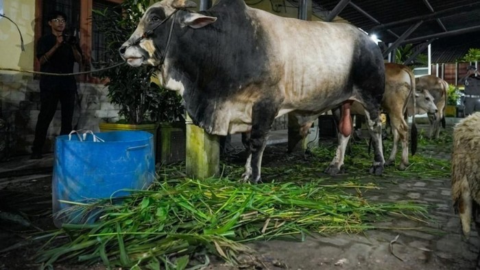 Sapi Kurban Bantuan Presiden Disembelih di Belawan, Bobot Capai 1 Ton