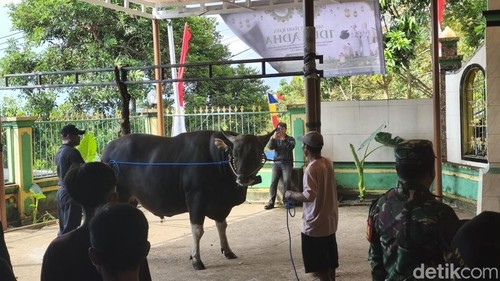 Sapi kurban bantuan Presiden RI Prabowo Subianto tiba di Masjid Ar-Rahmah, Desa Tegallinggah, Kabupaten Buleleng, Rabu (27/5/2026).