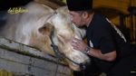 Wow! Potret Sapi Kurban Jumbo dari Artis hingga Presiden, Bobotnya 1,3 Ton