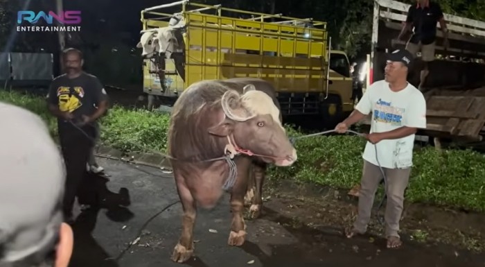 Sapi kurban jumbo artis hingga presiden Sapi kurban jumbo artis hingga presiden