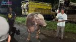 Wow! Potret Sapi Kurban Jumbo dari Artis hingga Presiden, Bobotnya 1,3 Ton
