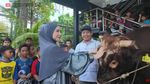 Wow! Potret Sapi Kurban Jumbo dari Artis hingga Presiden, Bobotnya 1,3 Ton
