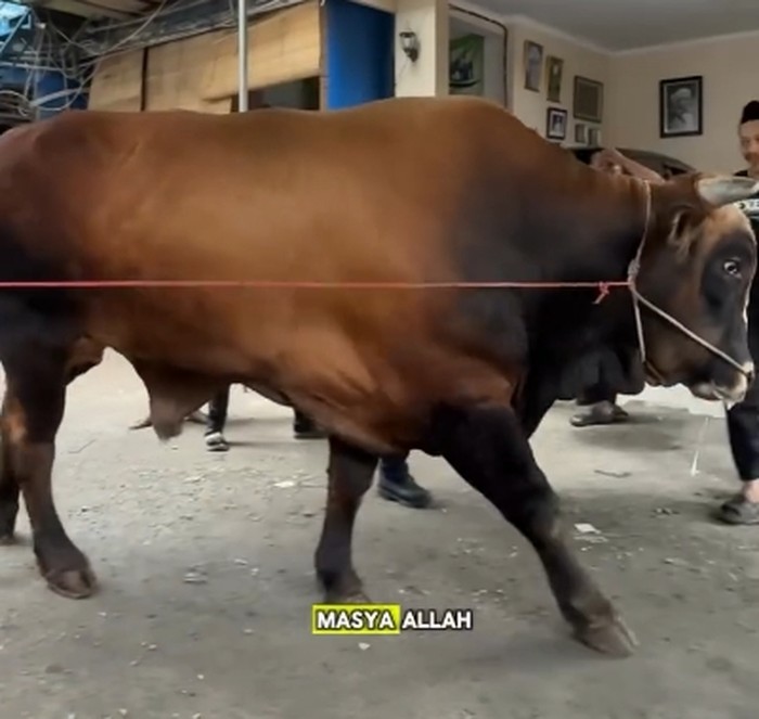 Sapi kurban jumbo artis hingga presiden Sapi kurban jumbo artis hingga presiden
