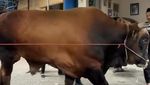 Wow! Potret Sapi Kurban Jumbo dari Artis hingga Presiden, Bobotnya 1,3 Ton
