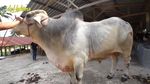 Wow! Potret Sapi Kurban Jumbo dari Artis hingga Presiden, Bobotnya 1,3 Ton