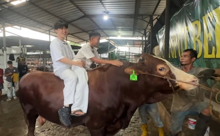 Sapi kurban jumbo artis hingga presiden Sapi kurban jumbo artis hingga presiden