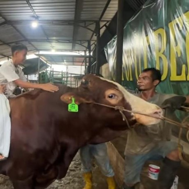 Wow! Potret Sapi Kurban Jumbo dari Artis hingga Presiden, Bobotnya 1,3 Ton
