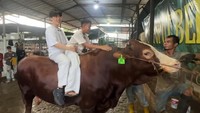 Wow! Potret Sapi Kurban Jumbo dari Artis hingga Presiden, Bobotnya 1,3 Ton