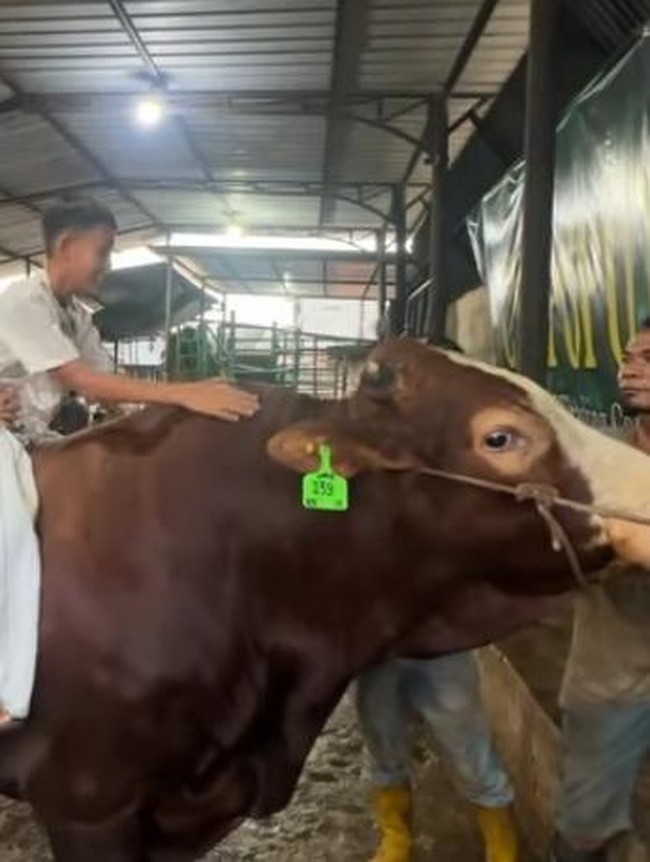 Wow! Potret Sapi Kurban Jumbo dari Artis hingga Presiden, Bobotnya 1,3 Ton
