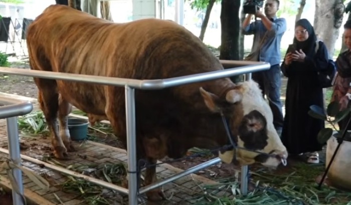 Sapi kurban jumbo artis hingga presiden Sapi kurban jumbo artis hingga presiden
