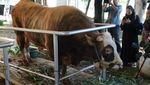 Wow! Potret Sapi Kurban Jumbo dari Artis hingga Presiden, Bobotnya 1,3 Ton