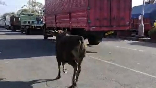 Sapi kurban yang terlepas dan masuk dalam antrean kendaraan menunu Pelabuhan Gilimanuk, Kabupaten Jembrana, Bali, Rabu (27/5/2026).