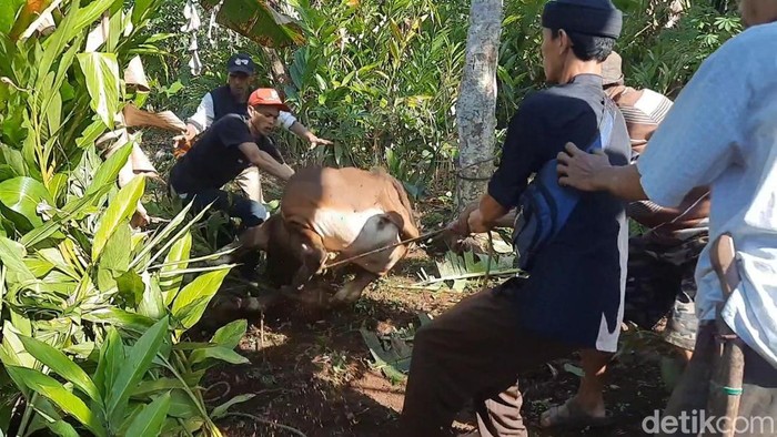 Sapi Kurban Ngamuk di Tasikmalaya