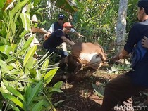 Kurban Core di Jabar: Sapi Kabur 4 Kilometer-Nyasar ke Hutan