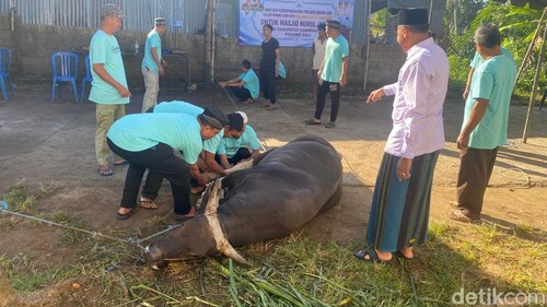 Sapi kurban presiden dipotong di halaman Masjid Nurul Jannah, Banjar Dinas Tiying Jangkrik, Karangasem, Rabu (27/5/2026).