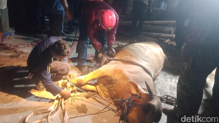 Sapi kurban tercebur sumur di Desa Duwet, Kecamatan Wonosari, Klaten bisa dievakuasi dalam kondisi mati, Selasa (26/5/2026) malam.
