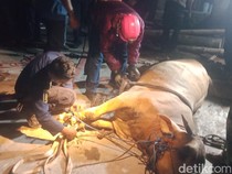 Sapi Kurban Tercebur Sumur di Wonosari Klaten Akhirnya Mati