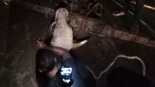 Sapi limosin di Bogor mengamuk saat diikat hingga terperosok ke parit, Rabu (27/5/2026).