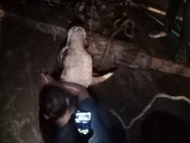 Ngamuk Saat Diikat, Sapi Limosin Masuk ke Parit 3 Meter di Bogor