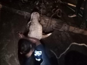 Ngamuk Saat Diikat, Sapi Limosin Masuk ke Parit 3 Meter di Bogor