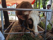 Penampakan Sapi Kurban Prabowo-Gibran di Masjid Istiqlal