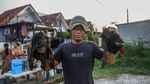 Semangat Berbagi Warnai Pembagian Daging Kurban Idul Adha
