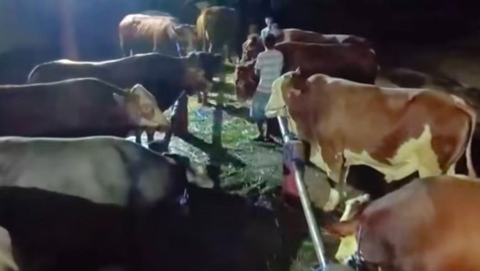 Sekretaris Kabinet (Seskab) Teddy Indra Wijaya memborong 35 ekor sapi kurban 2026 dari para peternak di Boyolali, Jawa Tengah.