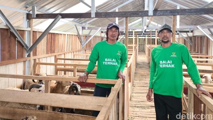 Sodri dan Rusdianto saat sedang mempersiapkan ternak untuk kurban dan Ketua Baznas RI Sodik Mudjahid