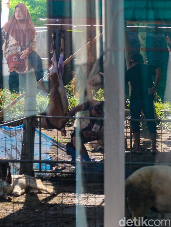 Suasana Idul Adha Dipenuhi Aktivitas Pemotongan Hewan Kurban