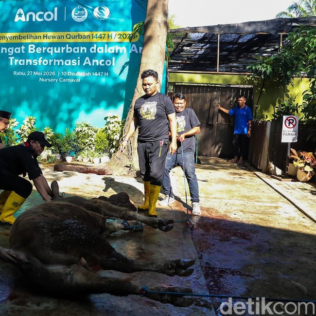 Suasana Penyembelihan Hewan Kurban di Pantai Carnaval Ancol