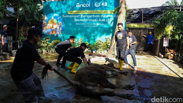 Suasana Penyembelihan Hewan Kurban di Pantai Carnaval Ancol