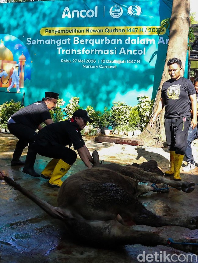 Suasana Penyembelihan Hewan Kurban di Pantai Carnaval Ancol