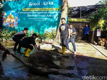 Suasana Penyembelihan Hewan Kurban di Pantai Carnaval Ancol