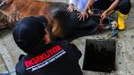 Suasana Penyembelihan Hewan Kurban di Pantai Carnaval Ancol