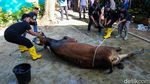 Suasana Penyembelihan Hewan Kurban di Pantai Carnaval Ancol