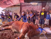 Momen Sapi Prabowo Disembelih di Daerah Langganan Banjir Bandung