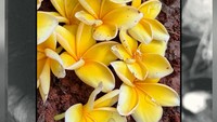Suci Asmarani begitu patah hati dan sedih saat tahu keguguran. Waktu ketika saya memahami tingkat baru dari patah hati dan kesedihan, tulisnya dilihat di Instagram, Rabu (27/5/2026). (Foto: dok Instagram suciasmarani)