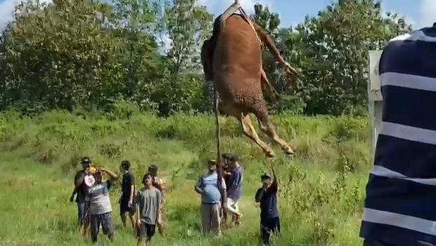 Tangkapan layar video sapi kurban diangkat dengan crane di Klaten, Rabu (27/5/2026). Tangkapan layar video sapi kurban diangkat dengan crane di Klaten, Rabu (27/5/2026).