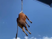 Heboh Sapi Kurban Terbang di Klaten, Dievakuasi Pakai Crane Usai Kabur