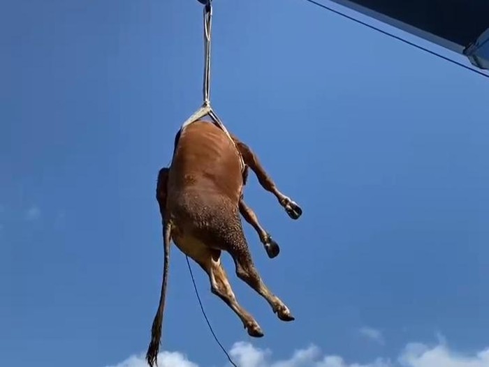 Tangkapan layar video sapi kurban diangkat dengan crane di Klaten, Rabu (27/5/2026).